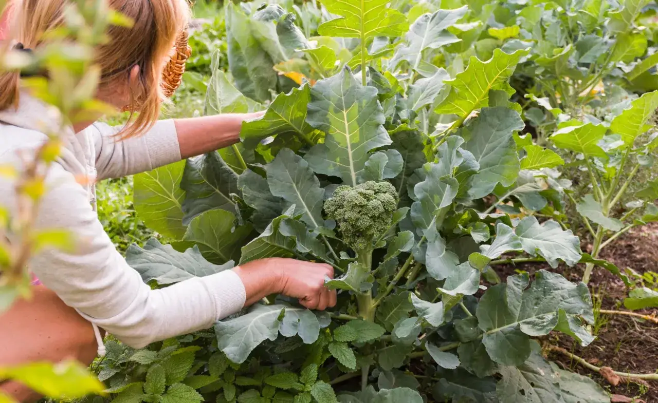 Frau erntet frischen Brokkoli im Garten. Die grünen Blätter und der knackige Kopf des Brokkoli sind gut zu sehen.