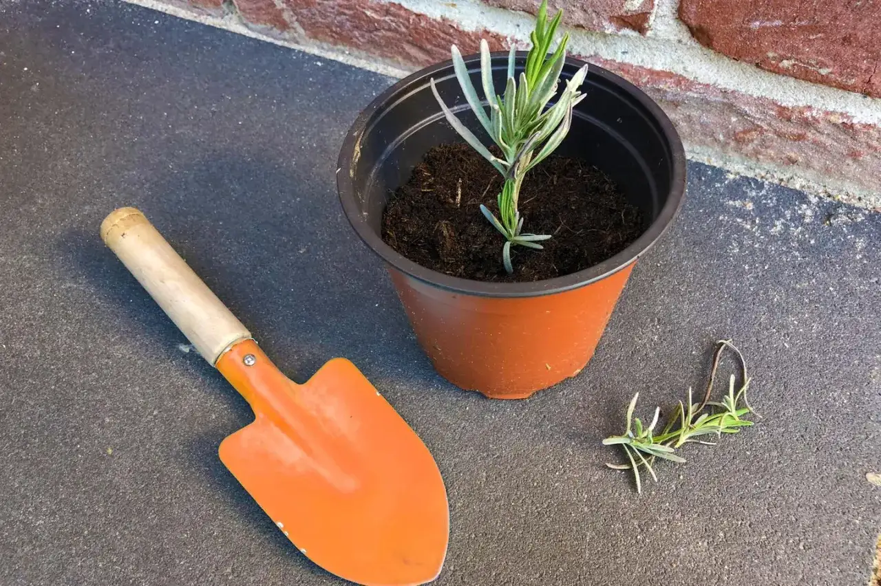 Lavendel vermehren: Ein kleiner Lavendelsteckling in einem Topf, daneben eine kleine Schaufel und ein weiterer Steckling.