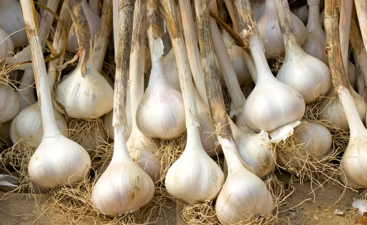 Frisch geernteter Knoblauch mit Wurzeln und Stielen, bereit zum Knoblauch lagern.