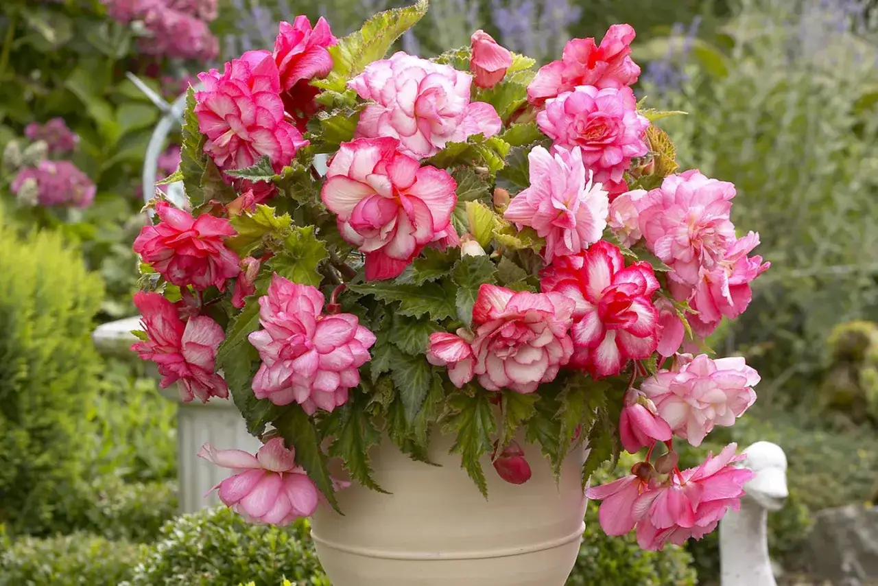 Ein üppiger Korb mit gefüllten rosa und weiß-rosa Begonienblüten. Der ideale Begonien Standort ist im Halbschatten, geschützt vor starker Sonne.