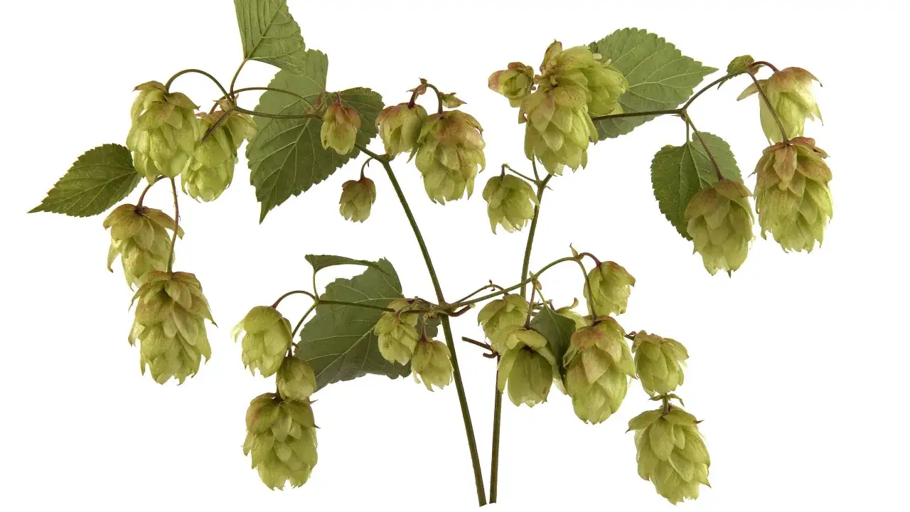Zarte grüne Dolden der Hopfen Pflanze hängen an Ranken mit Blättern.
