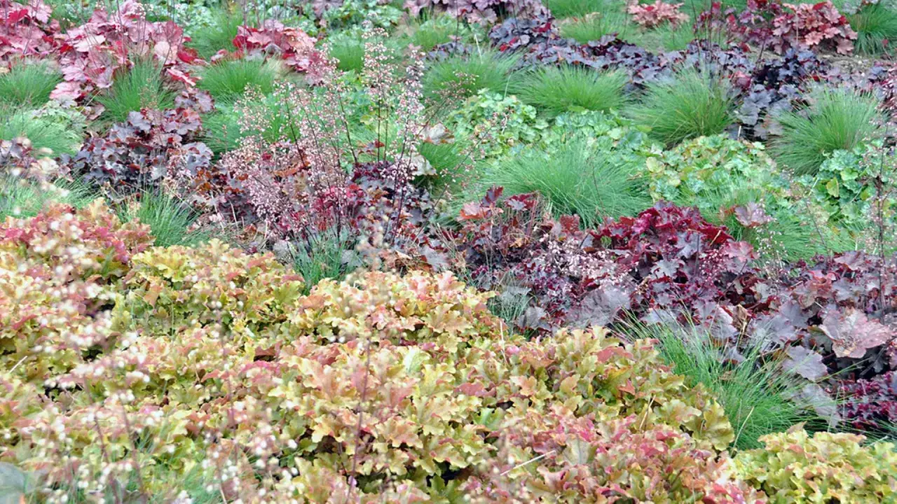 Bunte Heuchera-Sorten und Gr&auml;ser bilden ein lebendiges Beet. Der ideale heuchera standort ist im Halbschatten, wo die Farben am besten zur Geltung kommen.