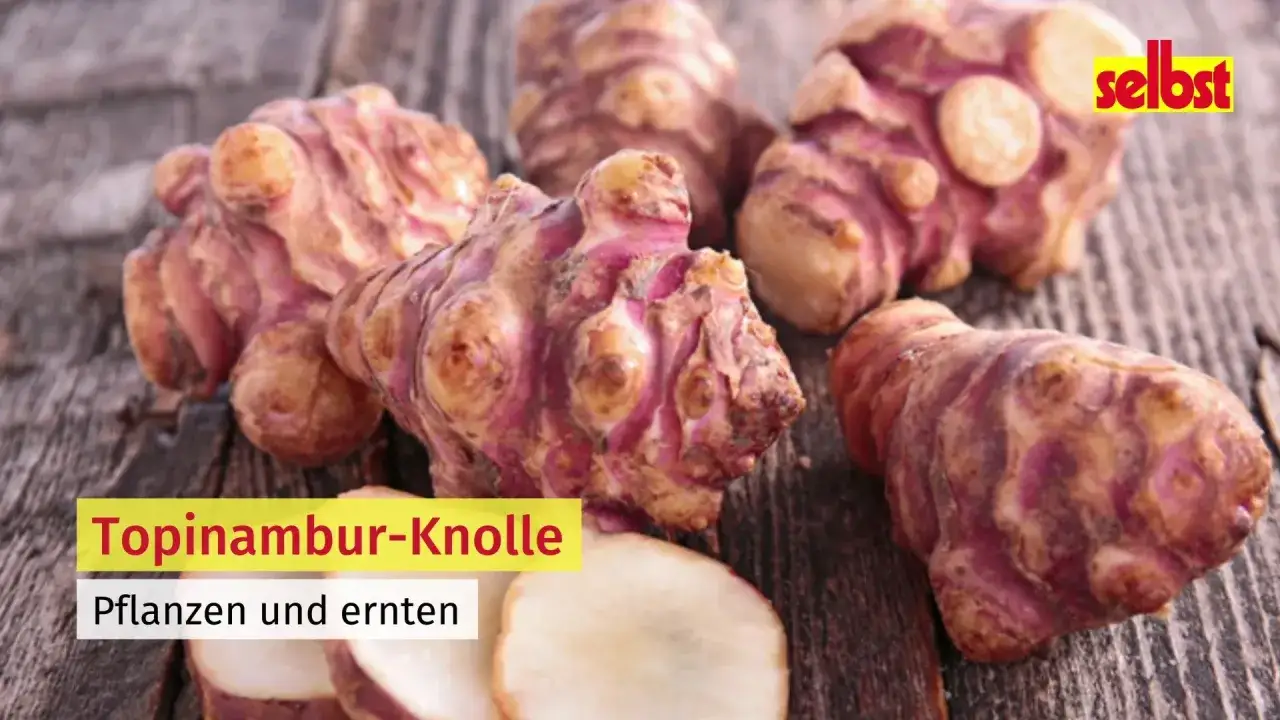 Frisch geerntete Topinambur-Knollen liegen auf Holz. Die lila-braunen Knollen sind bereit f&uuml;r die Zubereitung.