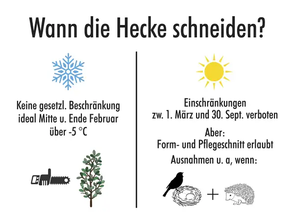 Wann darf man hecken schneiden? Im Winter (Februar) ohne Einschränkung, im Frühling/Sommer (März-Sept.) nur Form-/Pflegeschnitte, wenn keine Brut von Vögeln oder Igeln gestört wird.