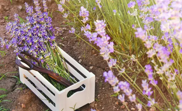 Ein Holzkistchen mit frisch geschnittenem Lavendel und einer alten Schere liegt im Feld. Die Lavendelernte ist im Gange.