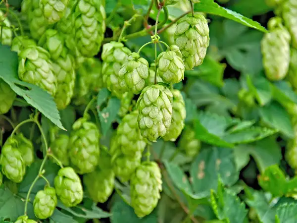 Grüne Dolden der Hopfen Pflanze hängen von Ranken. Die Zapfen sind reif und bereit für die Bierherstellung.