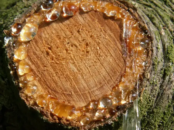 Frischer Baumharz tropft von einem Anschnitt. Eingetrocknete Harzflecken entfernen ist hier noch nicht nötig.
