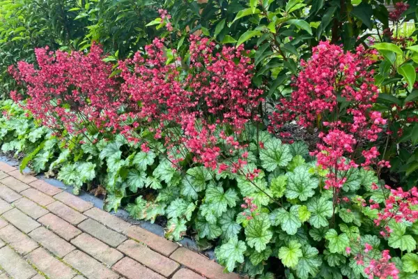 Heuchera mit leuchtend pinken Blütenständen und silbrig-grünem Laub. Ein schöner Heuchera Standort neben einem Ziegelweg und grünen Büschen.