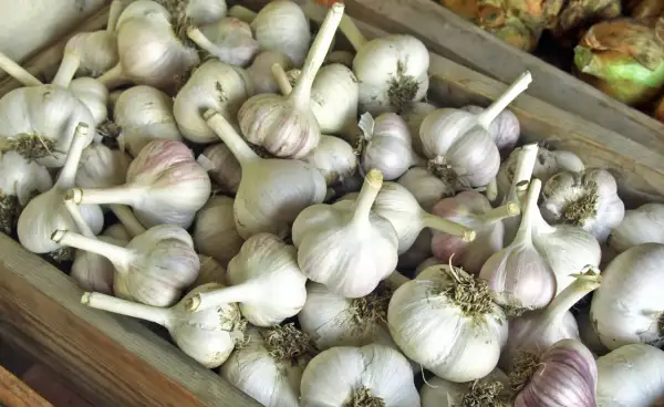 Frische Knoblauchzehen, bereit zum Verkauf oder zum richtigen **knoblauch lagern**. Sie liegen in einer Holzkiste, einige mit violetten Streifen.