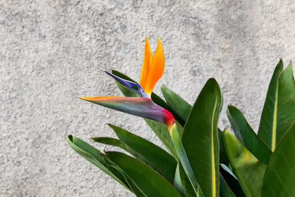 Eine exotische Strelitzie mit leuchtend orangefarbenen Blütenblättern und grünen Blättern vor einer grauen Wand. Tipps zur Strelitzie Pflege.