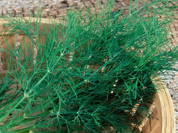 Frischer Dill wird in einem Holzkörbchen geerntet. Die feinen, grünen Zweige duften aromatisch.