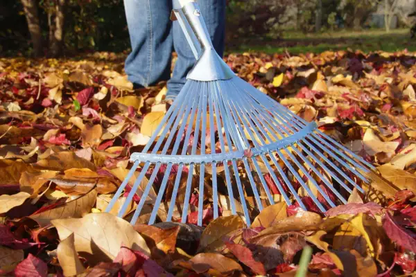Ein Rechen liegt im bunten Herbstlaub. Die Person in Jeans bereitet sich darauf vor, das Laub harken.