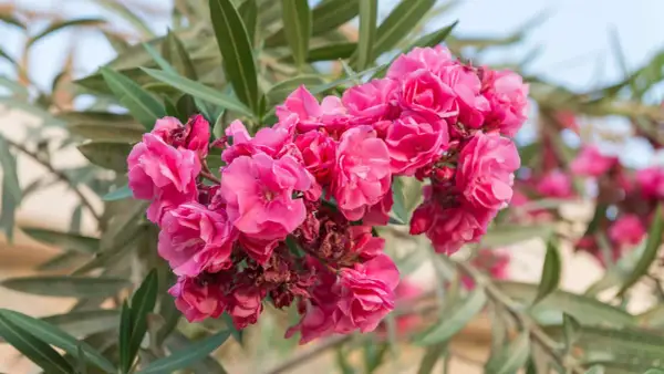 Ein Strauß leuchtend pinker Oleanderblüten, bereit für den Rückschnitt.