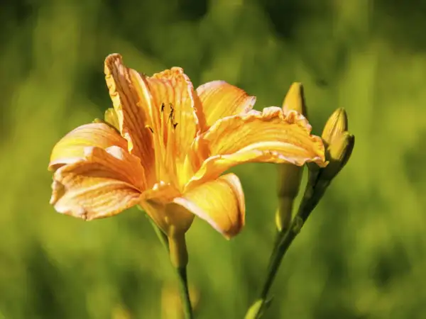 Eine leuchtend orangefarbene Taglilie mit Blütenknospen im Hintergrund. Die Blütenblätter sind leicht gewellt und zeigen feine Linien.