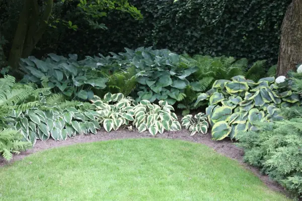 Ein üppiger **Schattengarten gestalten** mit verschiedenen Hostas, Farnen und immergrünen Pflanzen.