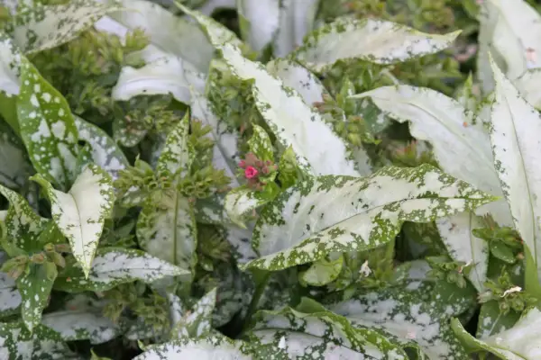 Nahaufnahme von geflecktem Lungenkraut mit silbernen Flecken auf grünen Blättern und kleinen rosa Blütenknospen.