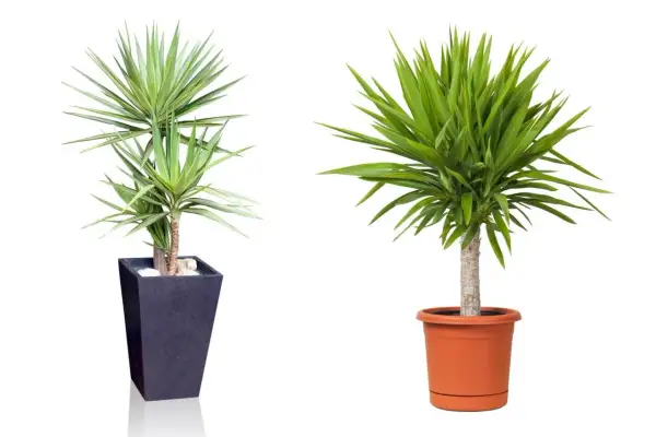Zwei Yucca-Palmen in Töpfen. Die linke Pflanze ist in einem dunklen, hohen Topf, die rechte in einem orangen. Tipps zur Yucca Palme Pflege.