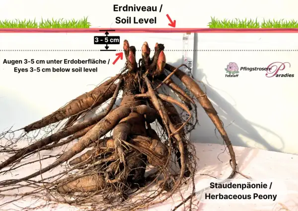 Pfingstrosen umpflanzen: Wurzelballen mit Augen 3-5 cm unter der Erdoberfläche pflanzen. So gelingt die richtige Pflanztiefe.