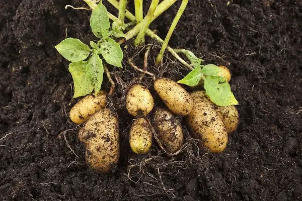 Frisch geerntete Kartoffeln mit Erde und grünen Blättern. Wann erntet man Kartoffeln? Wenn die oberirdischen Teile der Pflanze beginnen zu welken.