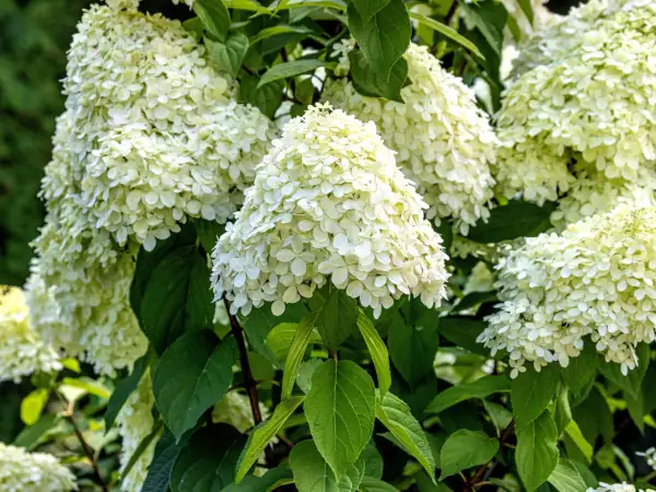 Weiße Rispenhortensienblüten im Sommer. Der richtige Zeitpunkt für das Rispenhortensie schneiden ist im Frühjahr.