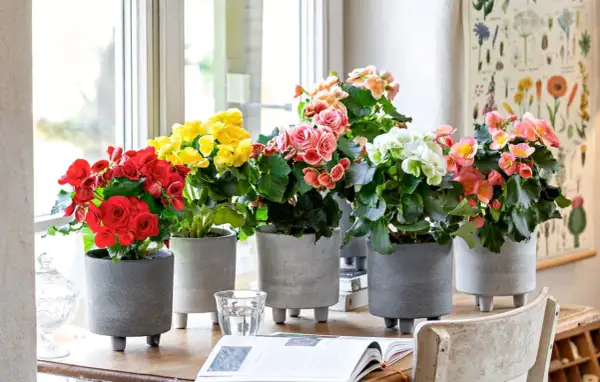Bunte Begonien in grauen Töpfen am Fenster. Der ideale begonien standort für leuchtende Farben und üppiges Wachstum.