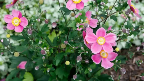 Rosa Herbstanemone blüht im Garten. Der Standort ist sonnig bis halbschattig.