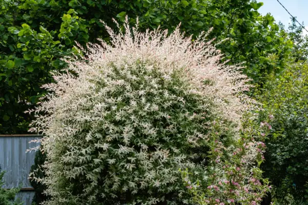 Ein üppiger Strauch Harlekinweide, dessen Zweige mit weiß-rosa Blättern im Sommerlicht leuchten. Der Schnitt hält die Form.
